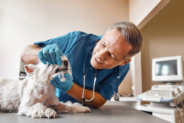 Best Emergency Denture Repair in Montverde, FL